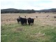 213 Glenfield Road, Binda NSW 2583