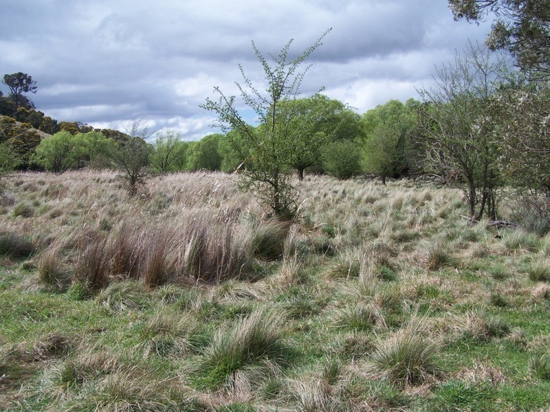 545  Browns Road, Currawang NSW 2580