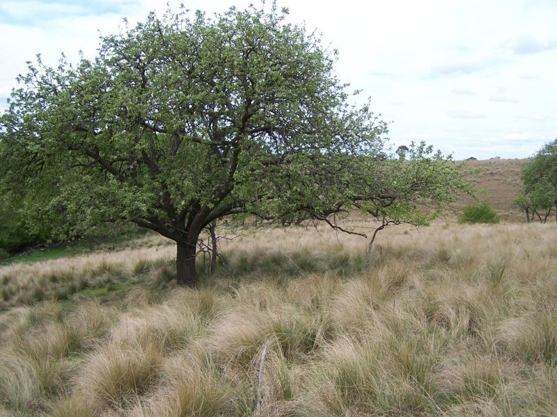 545  Browns Road, Currawang NSW 2580