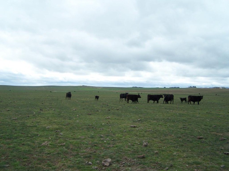 354 Painters Lane, Goulburn NSW 2580