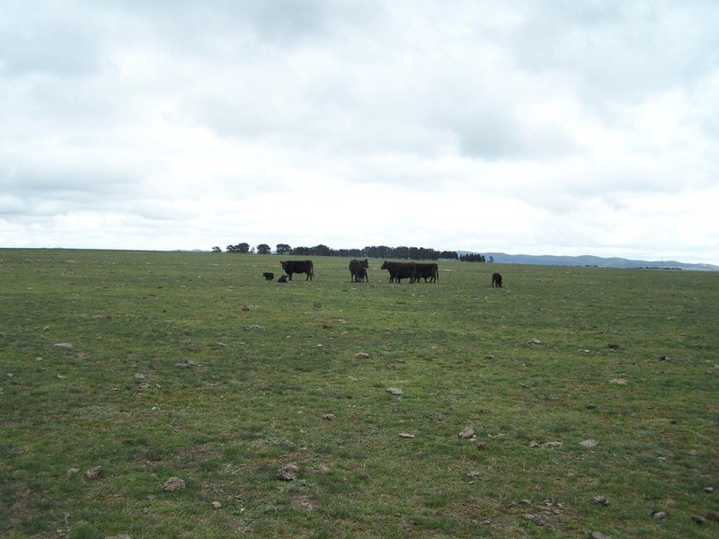 354 Painters Lane, Goulburn NSW 2580