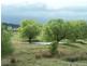 “Lintonville” Cooper  Street, Taralga NSW 2580