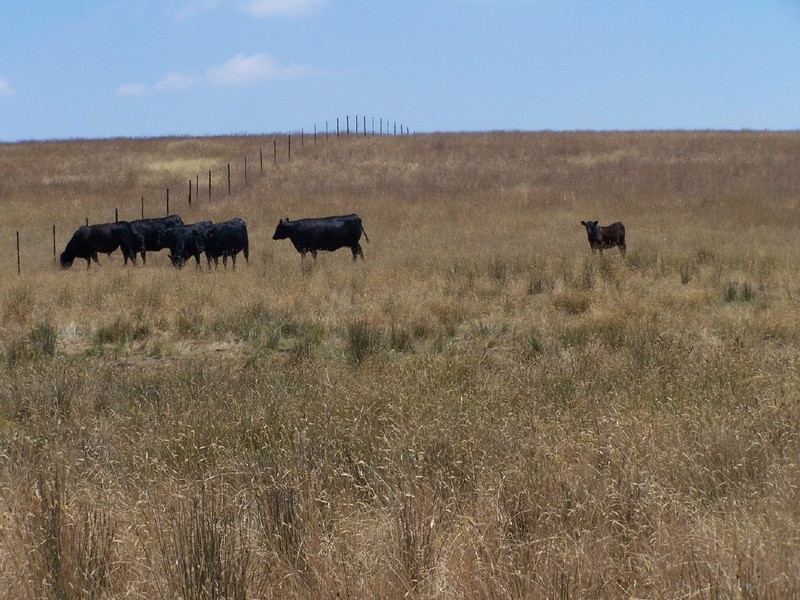 Lot 2  Glenerin Road, Grabben Gullen NSW 2583