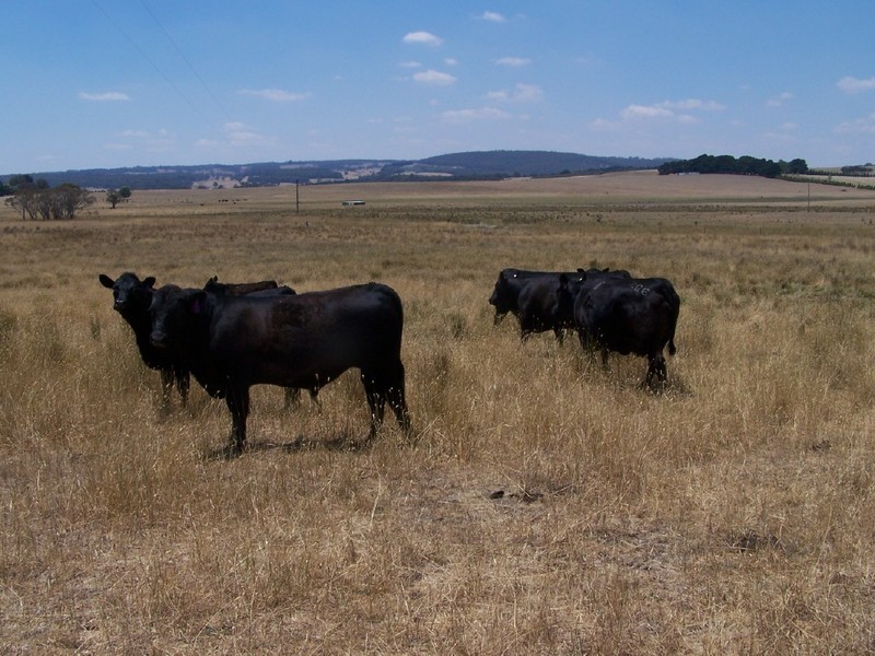 Lot 2  Glenerin Road, Grabben Gullen NSW 2583