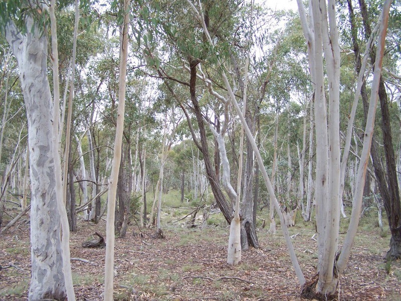 126 Rampion Hills Road, Marulan NSW 2579