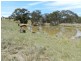 “Rose Farm” 2042  Taralga  Road, Tarlo NSW 2580