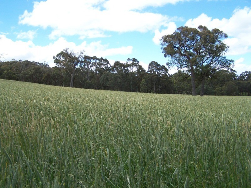 Lot 1 (50) Sappling Creek  Road, Laggan NSW 2583
