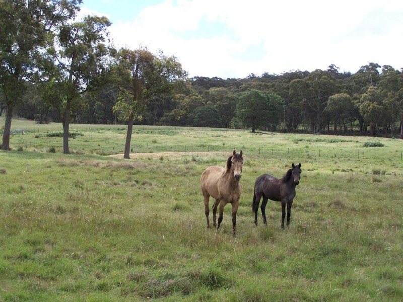 Lot 1 (50) Sappling Creek  Road, Laggan NSW 2583