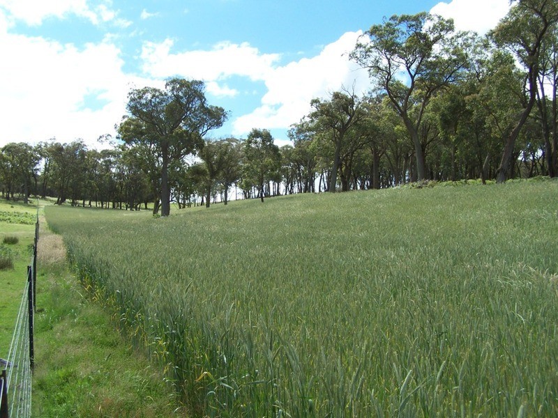 Lot 1 (50) Sappling Creek  Road, Laggan NSW 2583