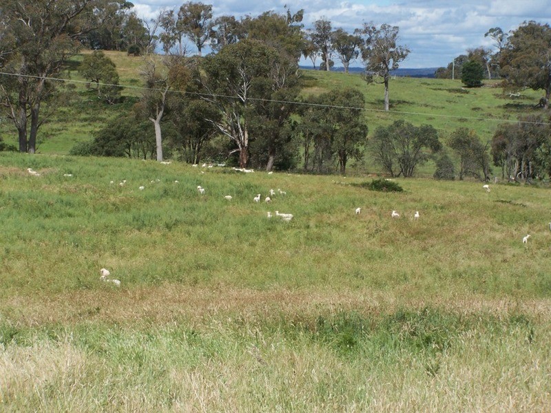Lot 1 (50) Sappling Creek  Road, Laggan NSW 2583
