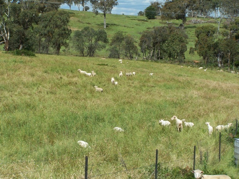 Lot 1 (50) Sappling Creek  Road, Laggan NSW 2583