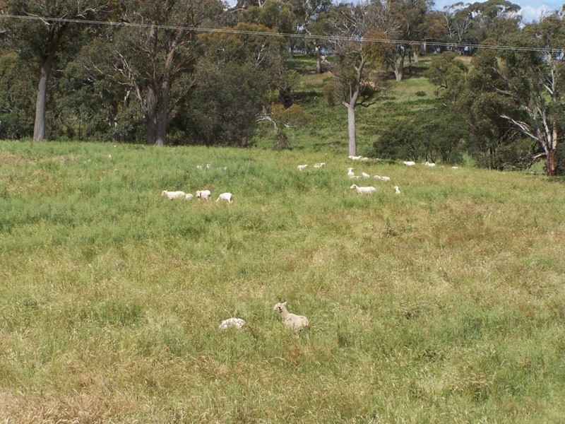 Lot 1 (50) Sappling Creek  Road, Laggan NSW 2583