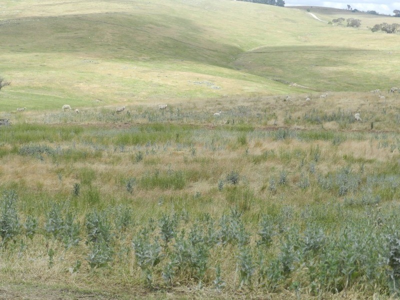 Lot 6 Pejar  Road, Goulburn NSW 2580