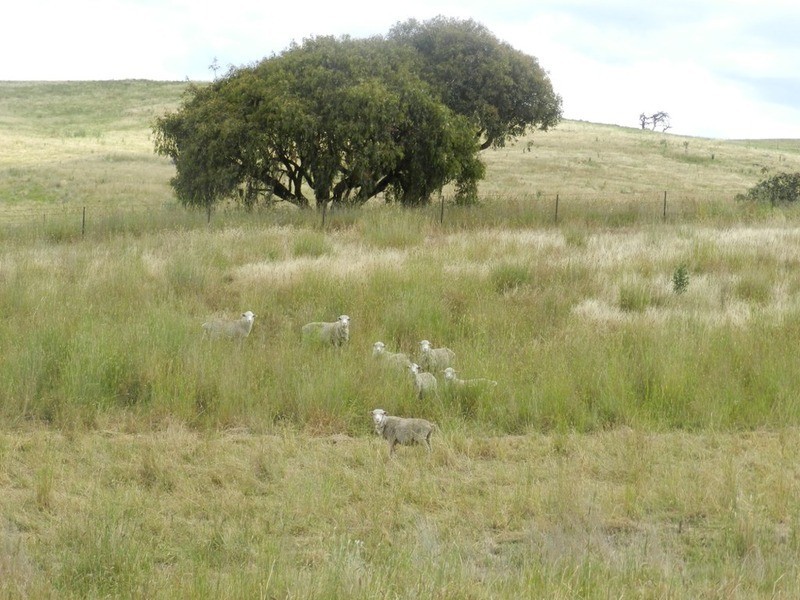 Lot 6 Pejar  Road, Goulburn NSW 2580