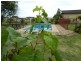 “Woodlands” Bannister Lane, Gurrundah NSW 2581