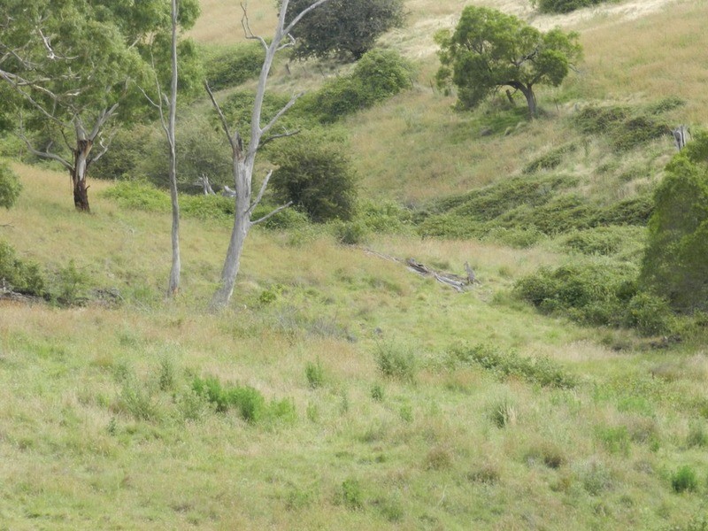 397 Chapman  Lane, Tarlo NSW 2580