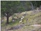 Eagles Nest/ Lot 7 Decca  Road, Bigga NSW 2583