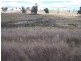 “PINEGROVE”  1011 Fullerton Road, Fullerton NSW 2583