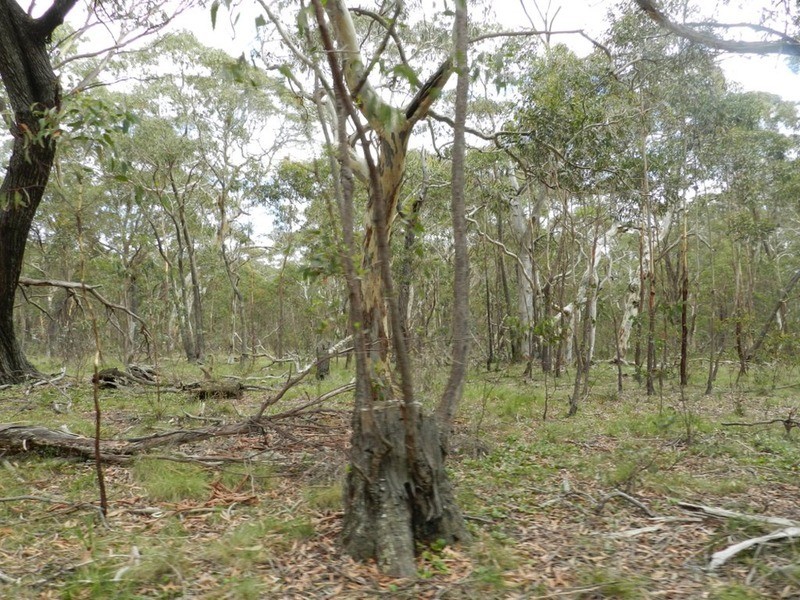 1018 Wombeyan Caves Road, Taralga NSW 2580