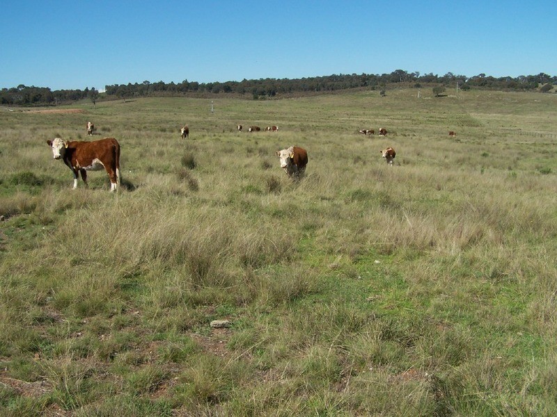 Lot 1 Bevendale  Road, Bevendale NSW 2581