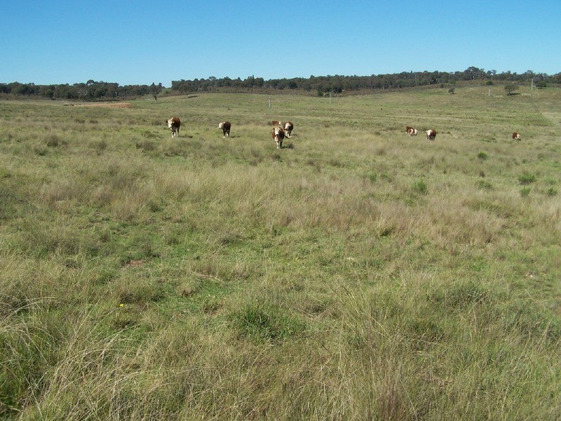 Lot 1 Bevendale  Road, Bevendale NSW 2581