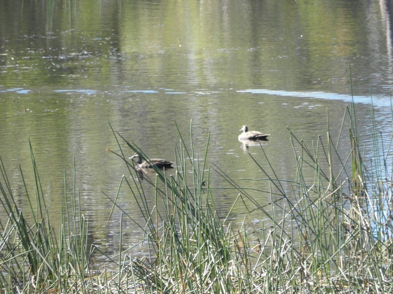 284  Rampion Hills Road, Marulan NSW 2579