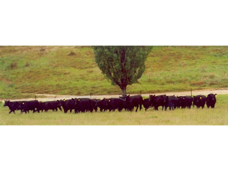 2756 Peelwood  Road, Crookwell NSW 2583