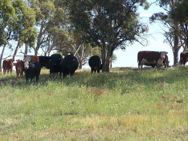 Lot 5 Trappers Way, Woodhouselee NSW 2580