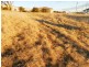 17 Melliodora Drive, Goulburn NSW 2580