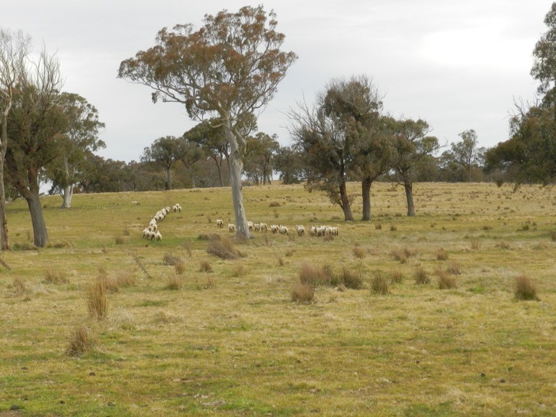“Willowvale” Mullins Creek  Road, Breadalbane NSW 2581