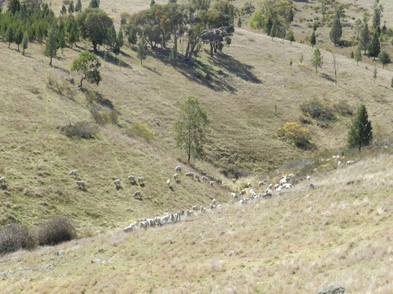 Lot 2 Greenmantle Road, Bigga NSW 2583