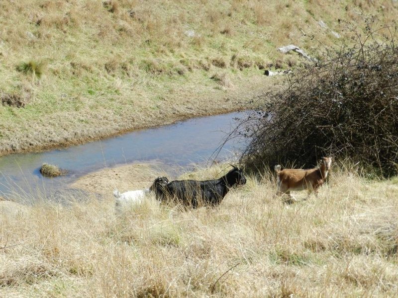 Lot 2 Greenmantle Road, Bigga NSW 2583