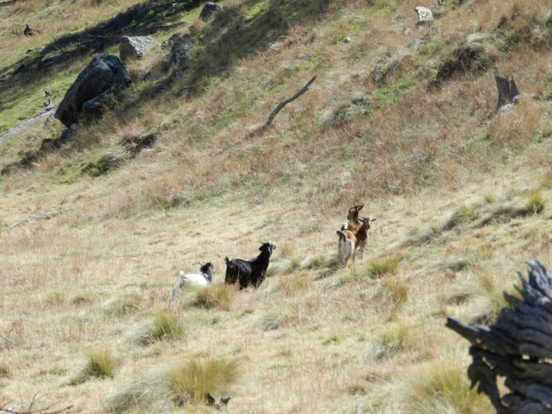 Lot 2 Greenmantle Road, Bigga NSW 2583