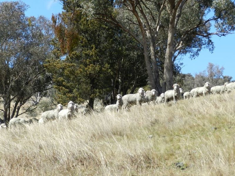 Lot 2 Greenmantle Road, Bigga NSW 2583