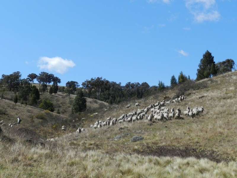 Lot 2 Greenmantle Road, Bigga NSW 2583