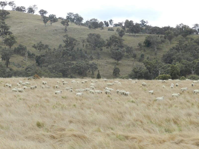 Lot 2 Greenmantle Road, Bigga NSW 2583