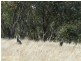 Lot 3 Greenmantle Road, Bigga NSW 2583