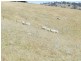 Lot 4 Greenmantle Road, Bigga NSW 2583