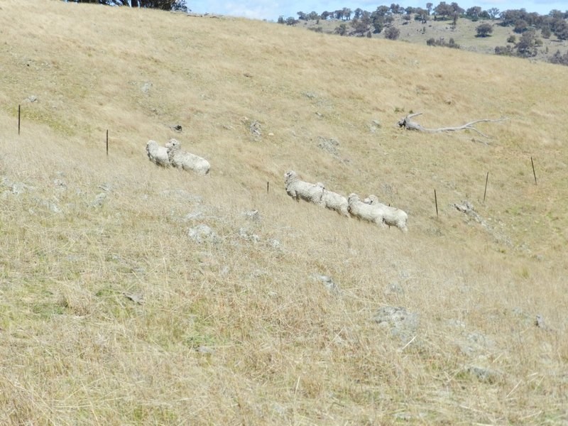 Lot 4 Greenmantle Road, Bigga NSW 2583