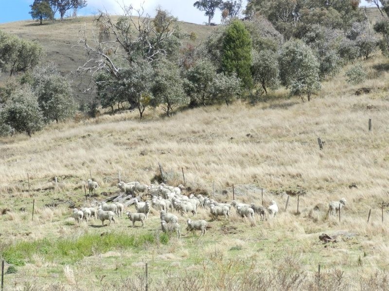 Lot 4 Greenmantle Road, Bigga NSW 2583