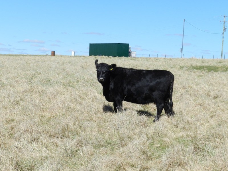 33 Tyrl Tyrl  Road, Laggan NSW 2583