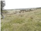 “Oak Hill” Mullins Creek  Road, Breadalbane NSW 2581