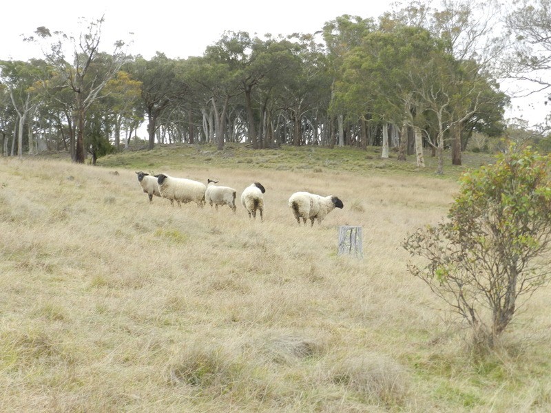 “Oak Hill” Mullins Creek  Road, Breadalbane NSW 2581