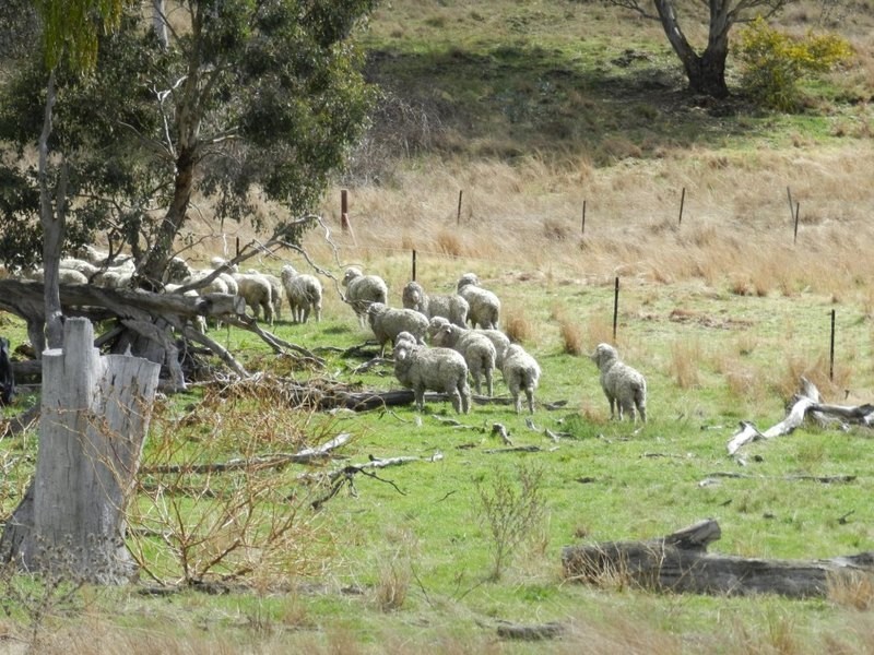 Lot 5 Greenmantle Road, Bigga NSW 2583