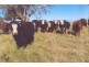 ‘Somerset’ 4067 Taralga  Road, Taralga NSW 2580
