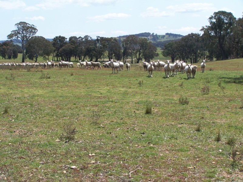 Lots 1 & 2 Karinya  Road, Binda NSW 2583