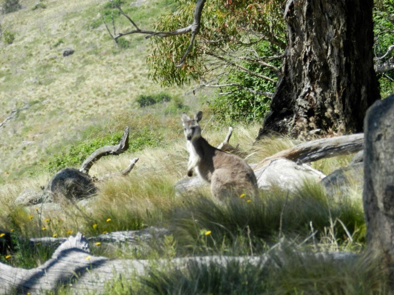 Lot 14 Greenmantle  Road, Bigga NSW 2583