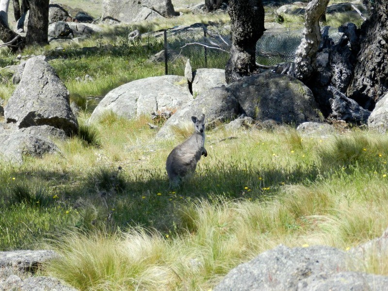 Lot 14 Greenmantle  Road, Bigga NSW 2583