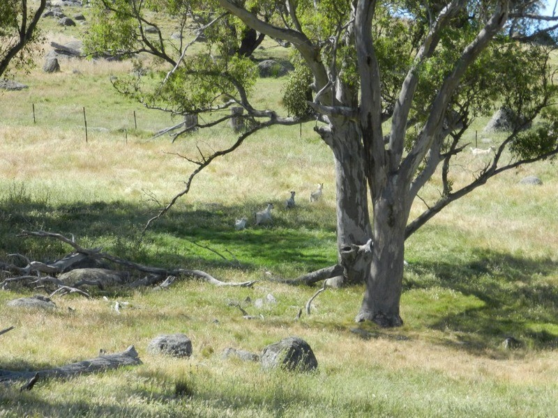 Lot 2 Decca Road, Bigga NSW 2583