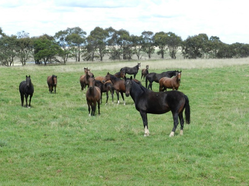 103 Third Creek Road, Crookwell NSW 2583